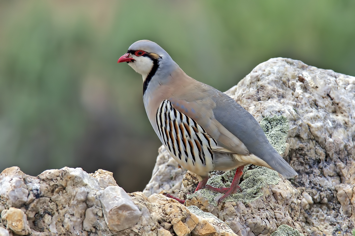 Chukar, Antelope Island State Park, Near Ogden, Utah