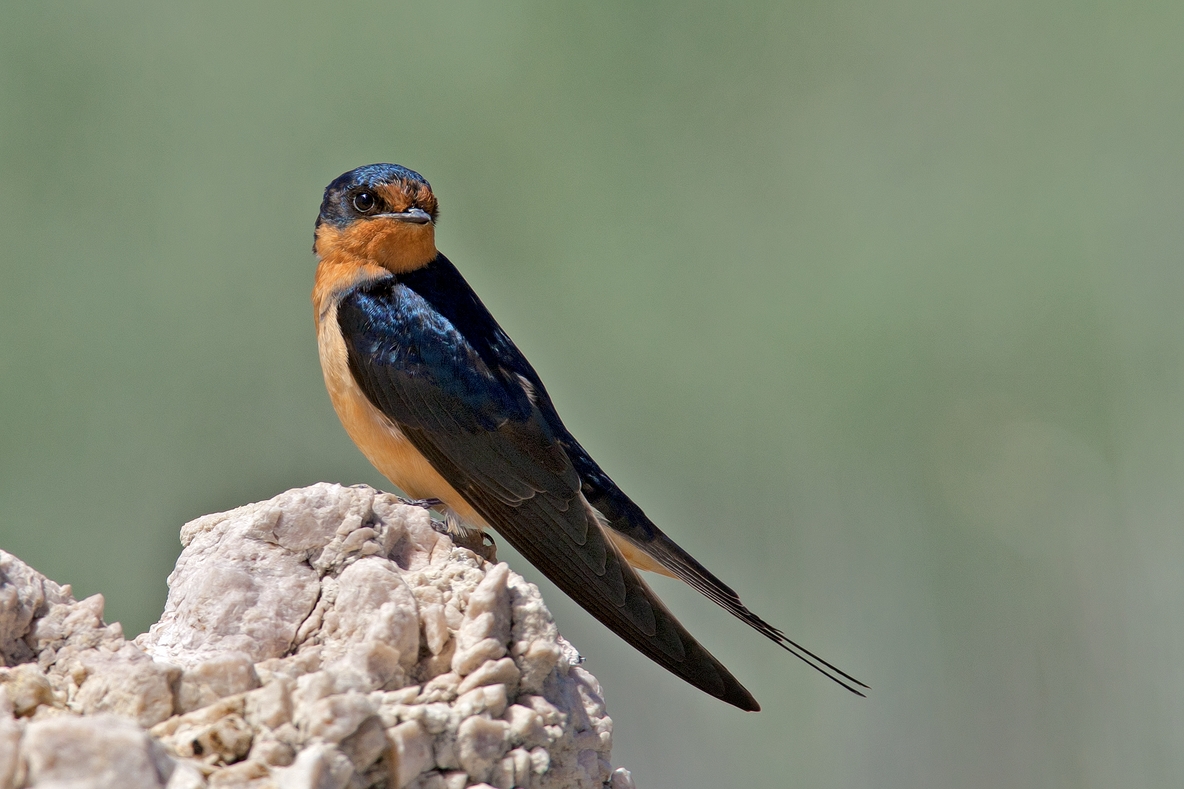 Barn Swallow, Antelope Island State Park, Near Ogden, Utah