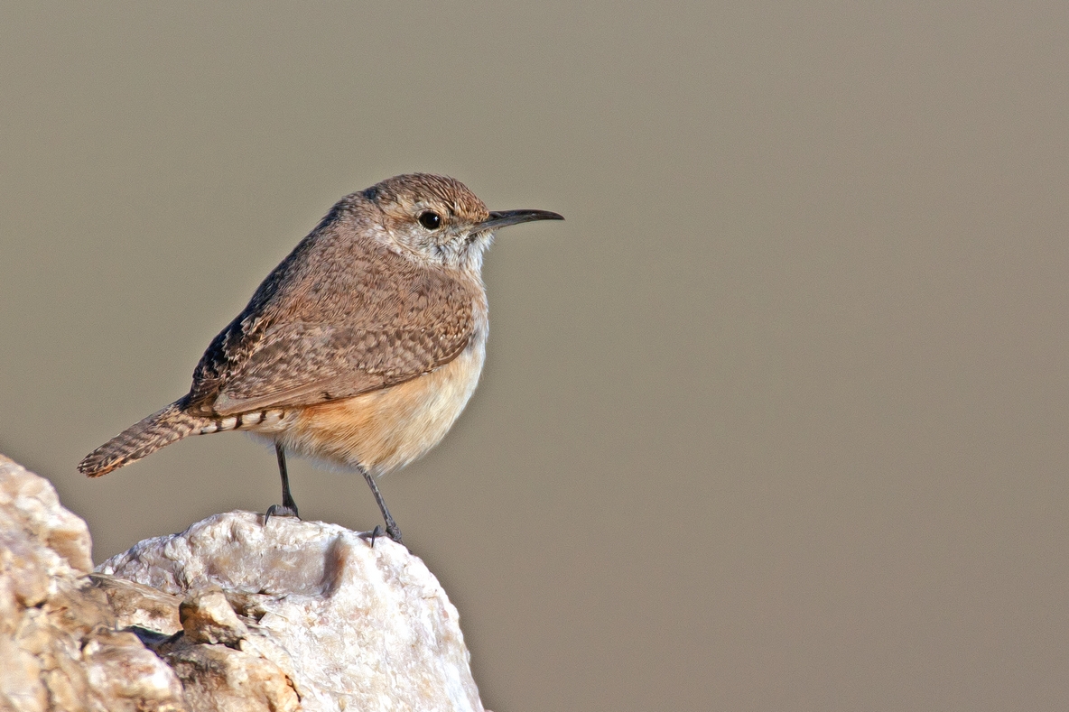 Rock Wren, Antelope Island State Park, Near Ogden, Utah