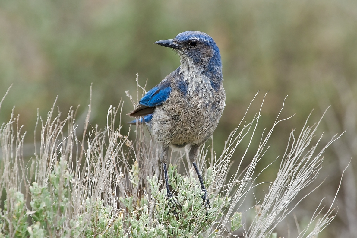 Scrub Jay, Near Kodachrome State Park, Utah