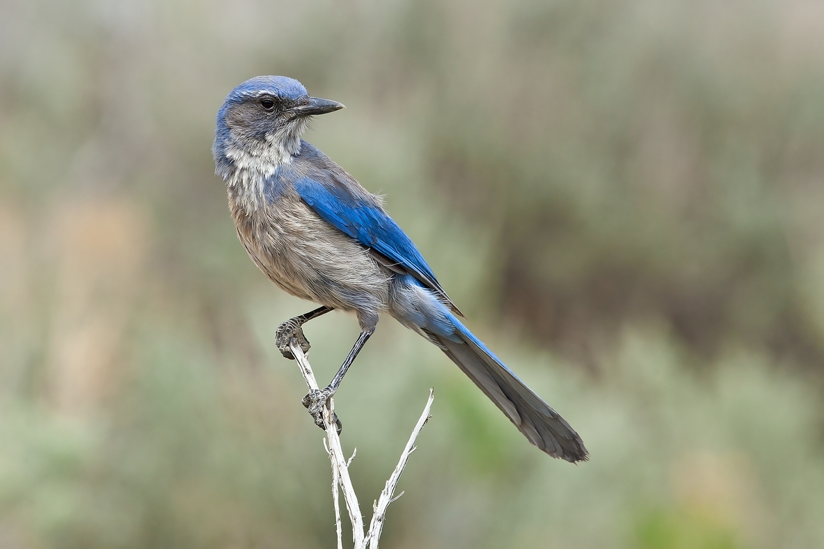 Scrub Jay, Near Kodachrome State Park, Utah