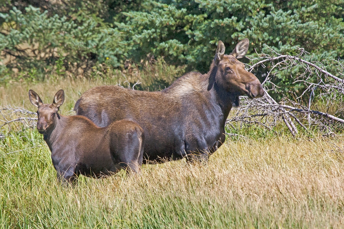 Moose (Female and Calf), Blacktail Ponds, Grand Teton National Park, Wyoming