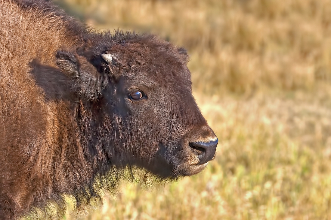 Plains Bison (Juvenile), Hayden Valley, Yellowstone National Park, Wyoming