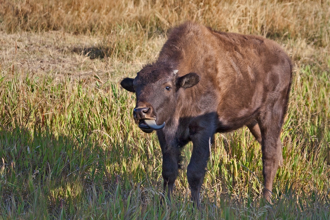 Plains Bison (Juvenile), Hayden Valley, Yellowstone National Park, Wyoming