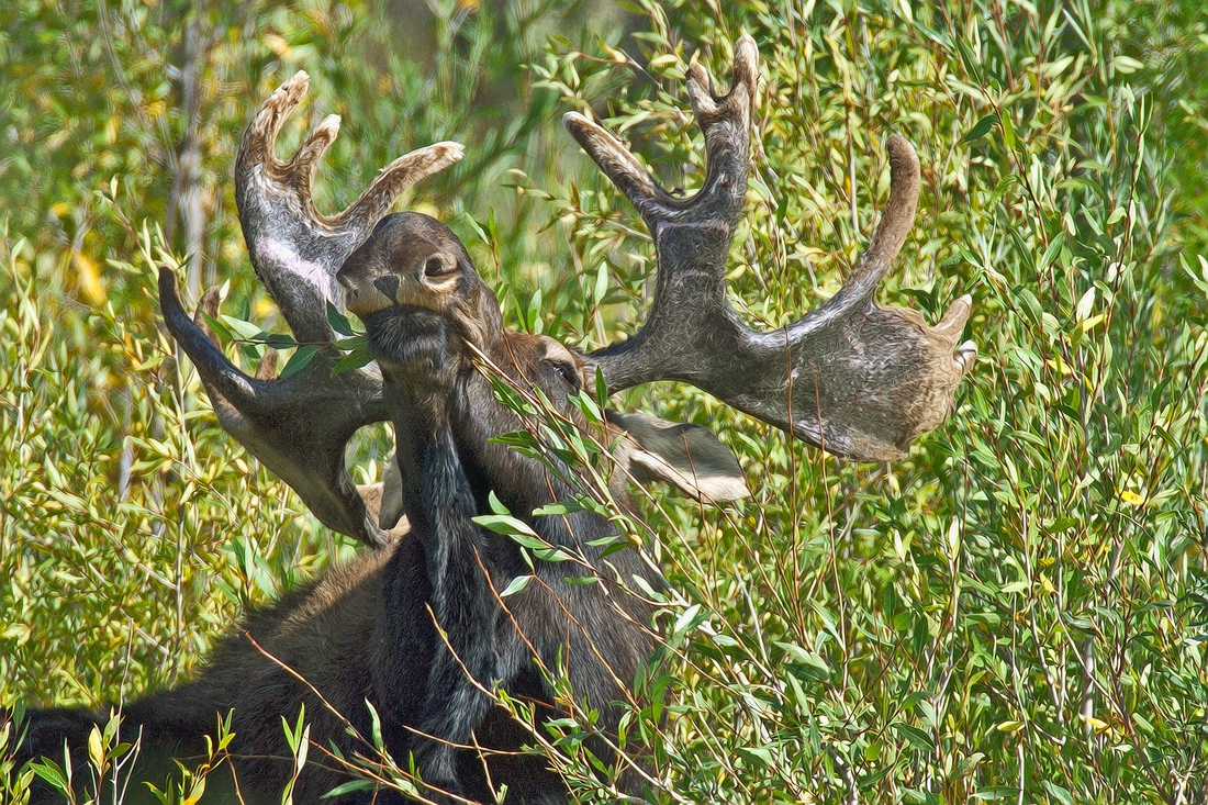 Moose (Male), Gros Vendre Road, Grand Teton National Park, Wyoming