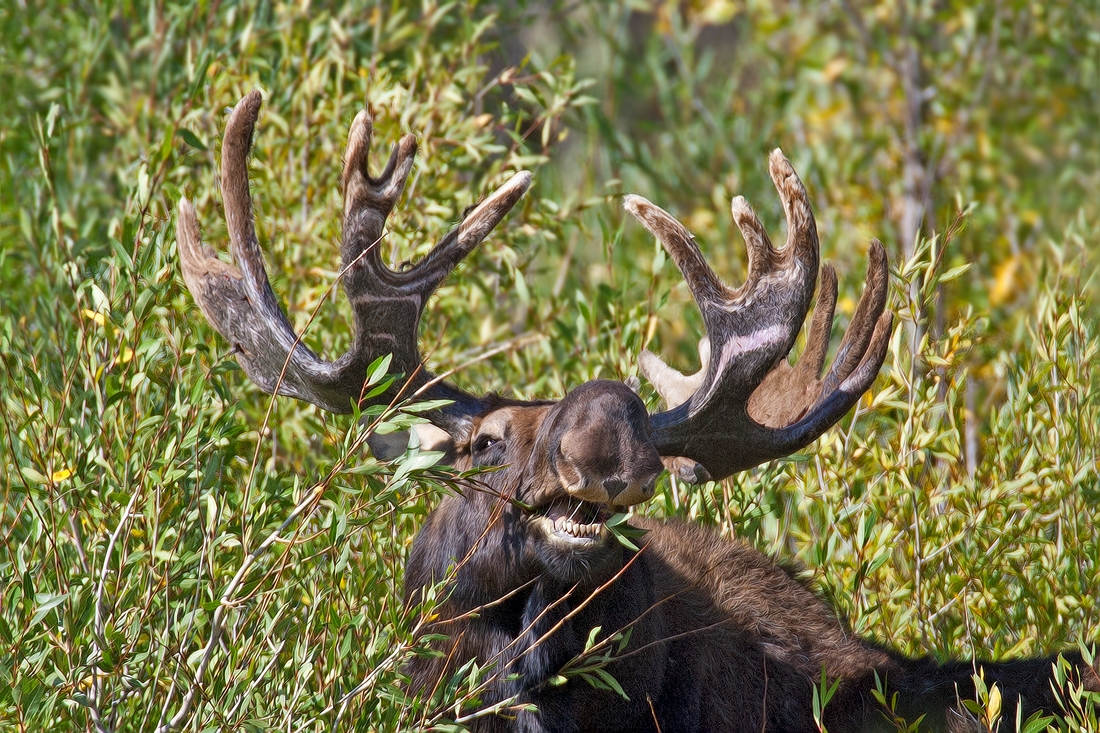 Moose (Male), Gros Vendre Road, Grand Teton National Park, Wyoming