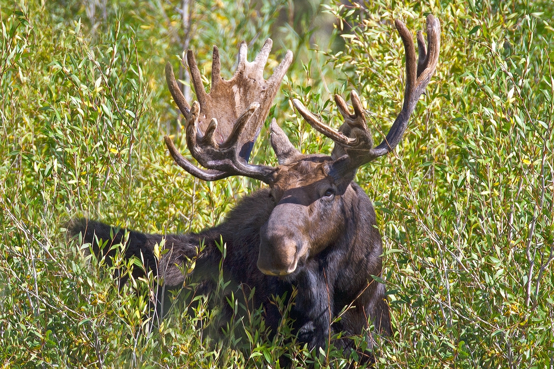 Moose (Male), Gros Vendre Road, Grand Teton National Park, Wyoming