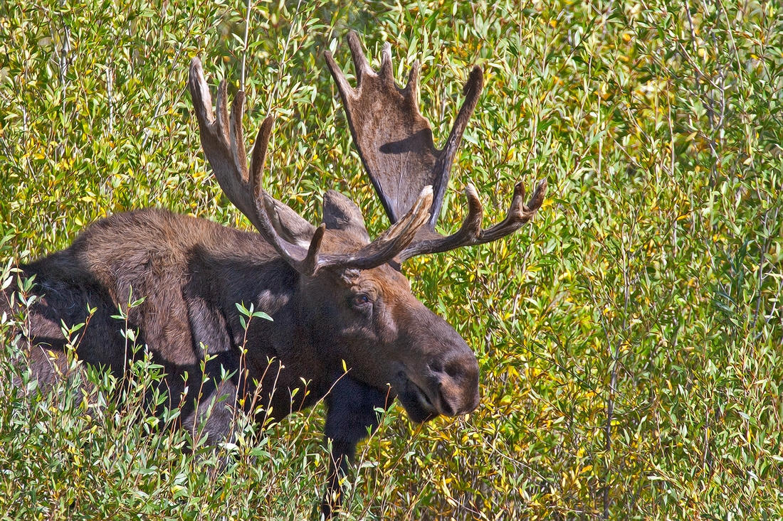 Moose (Male), Gros Vendre Road, Grand Teton National Park, Wyoming