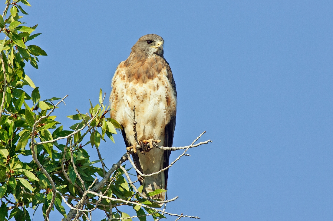 Red-Shouldered Hawk, Gros Vendre Road, Grand Teton National Park, Wyoming