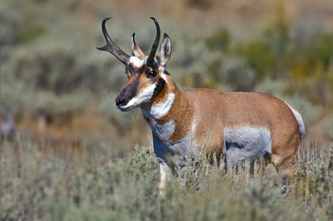 Pronghorn (Male), Gros Vendre Road, Grand Teton National Park, Wyoming