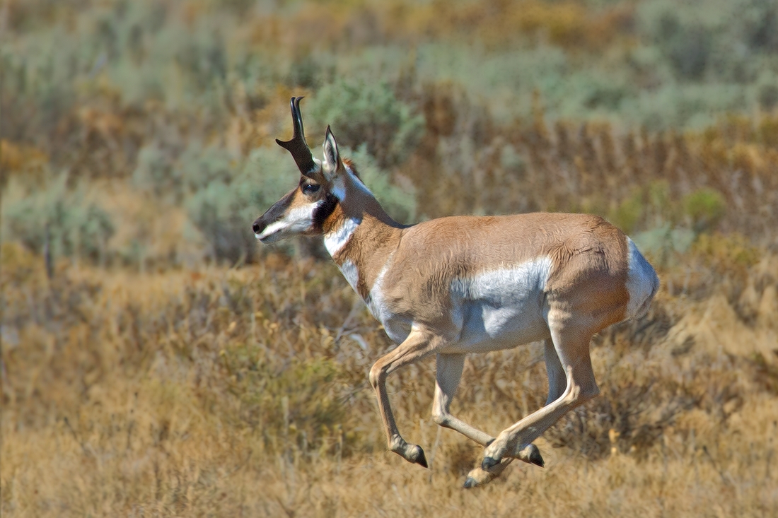 Pronghorn (Male), Gros Vendre Road, Grand Teton National Park, Wyoming\n\n3 September, 2012