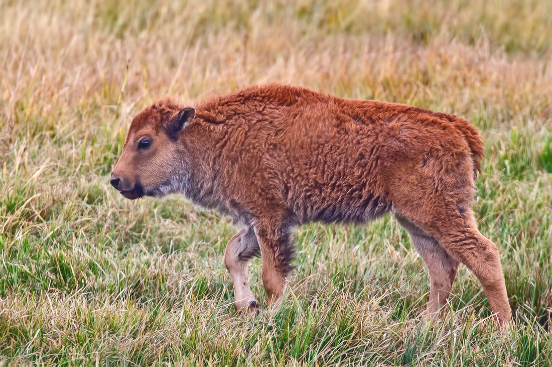 Plains Bison (Juvenile), Hayden Valley, Yellowstone National Park, Wyoming