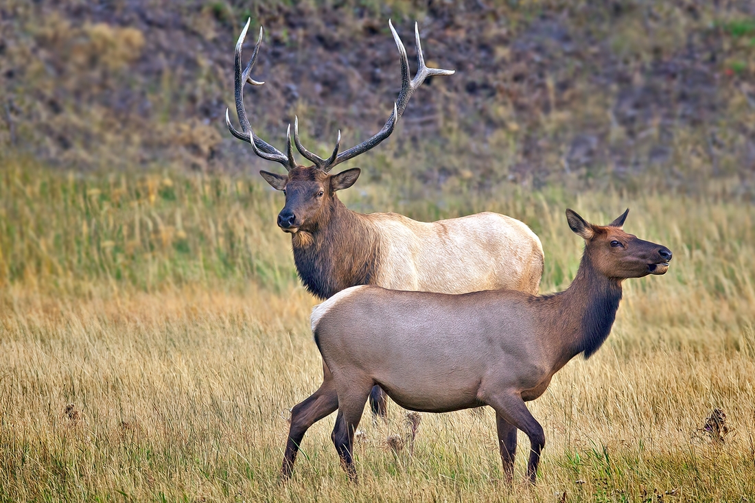 Elk (Male and Female), Madison River, Near West Entrance, Yellowstone National Park, Wyoming