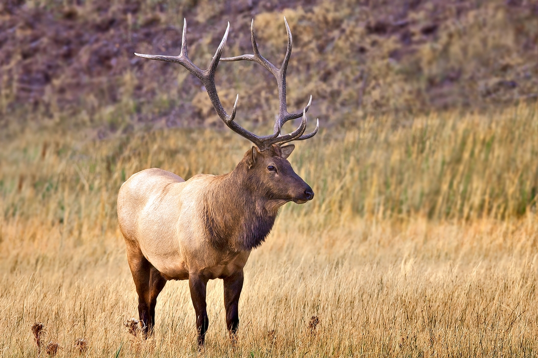 Elk (Male), Madison River Near West Entrance, Yellowstone National Park, Wyoming