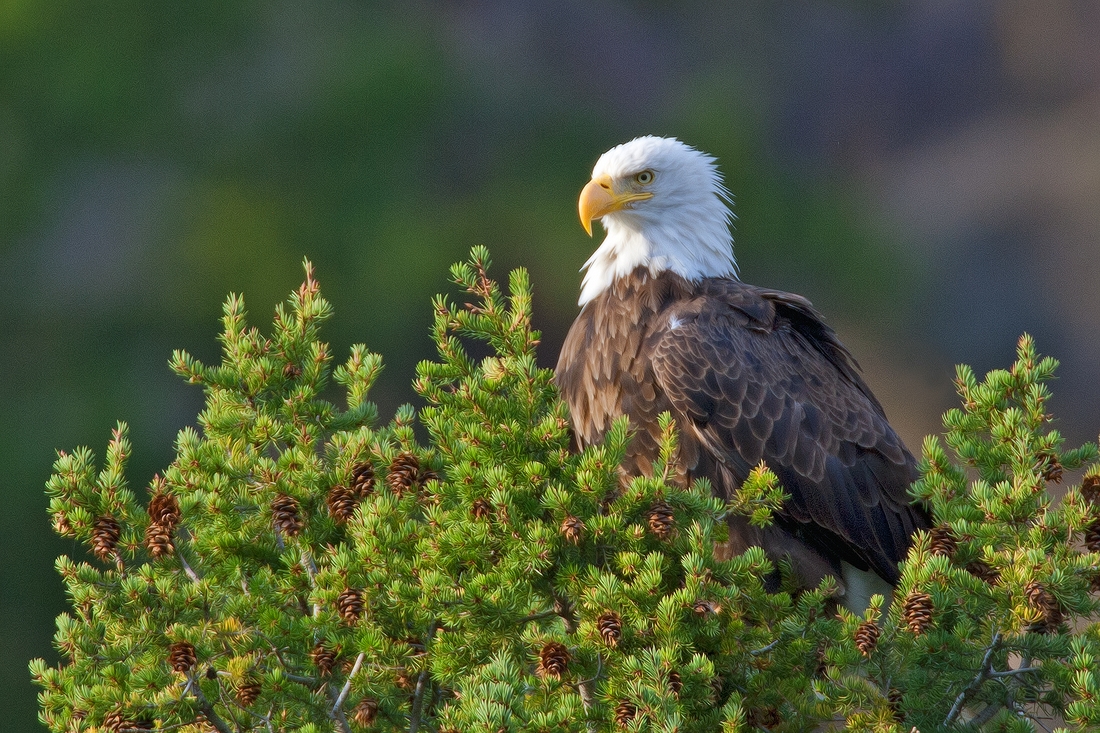 Bald Eagle, Madison River Near West Entrance, Yellowstone National Park, Wyoming