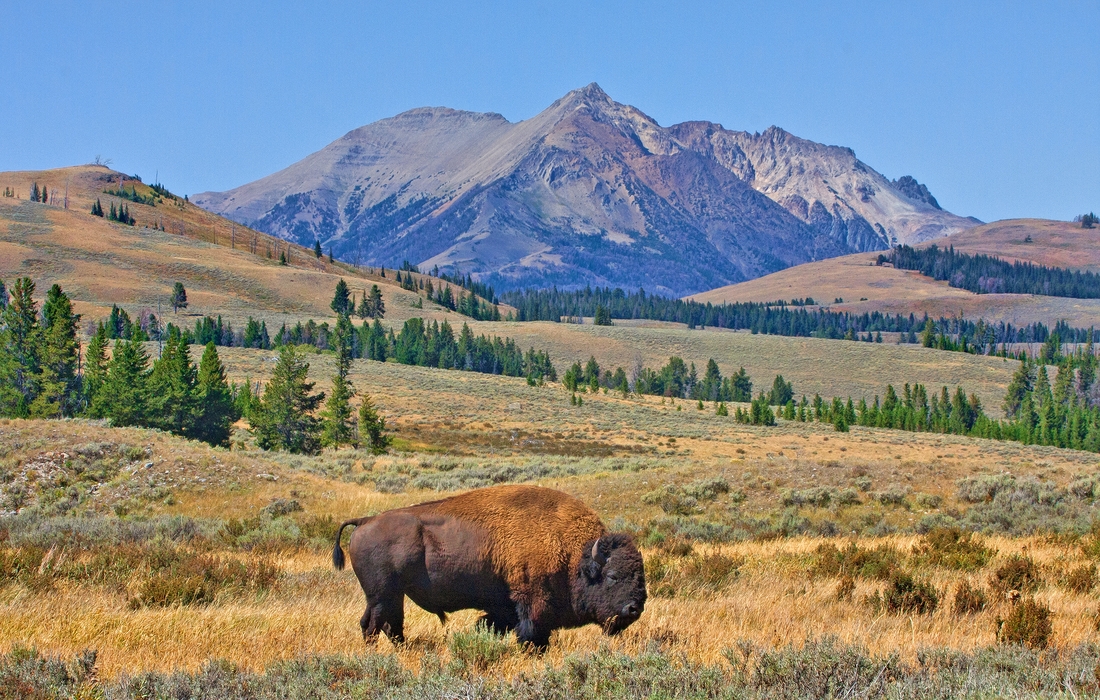 Yellowstone and Grand Teton National Parks - Early September, 2012