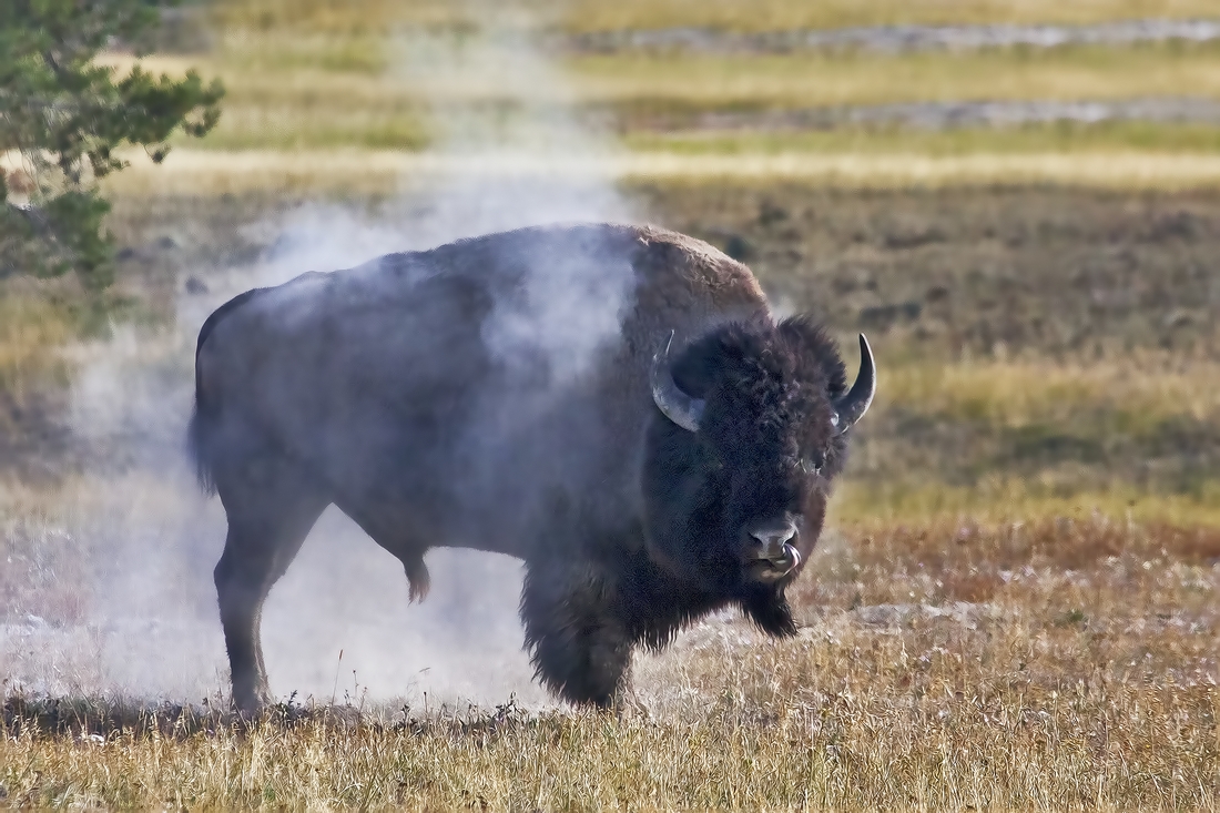 Plains Bison (Male), Fountain Flat Drive, Yellowstone National Park, Wyoming