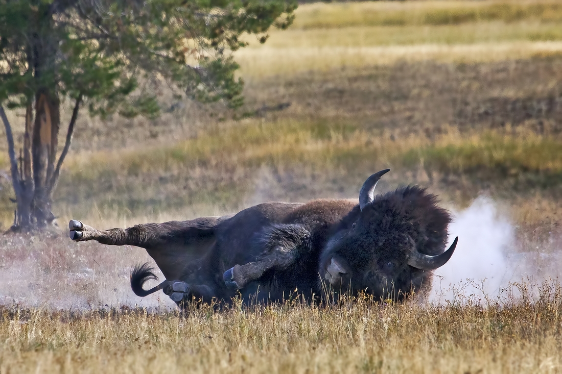 Plains Bison (Male), Fountain Flat Drive, Yellowstone National Park, Wyoming