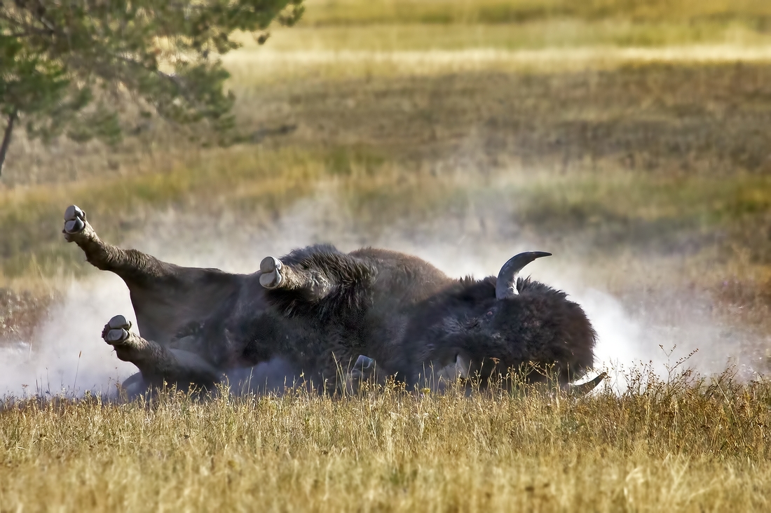 Plains Bison (Male), Fountain Flat Drive, Yellowstone National Park, Wyoming