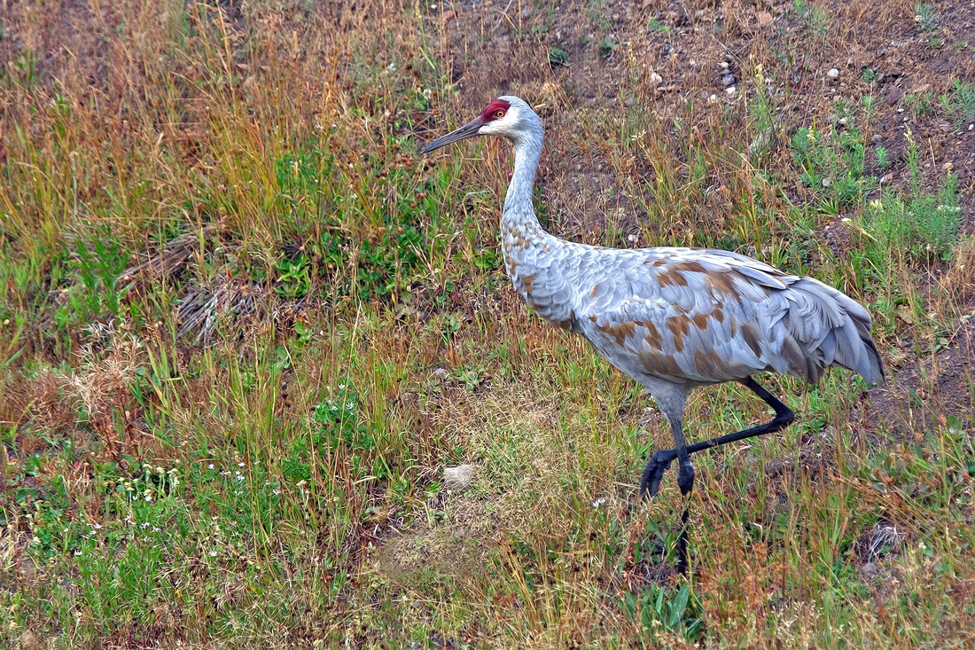 Greater Sandhill Crane, Near Roaring Mountain, Yellowstone National Park, Wyoming