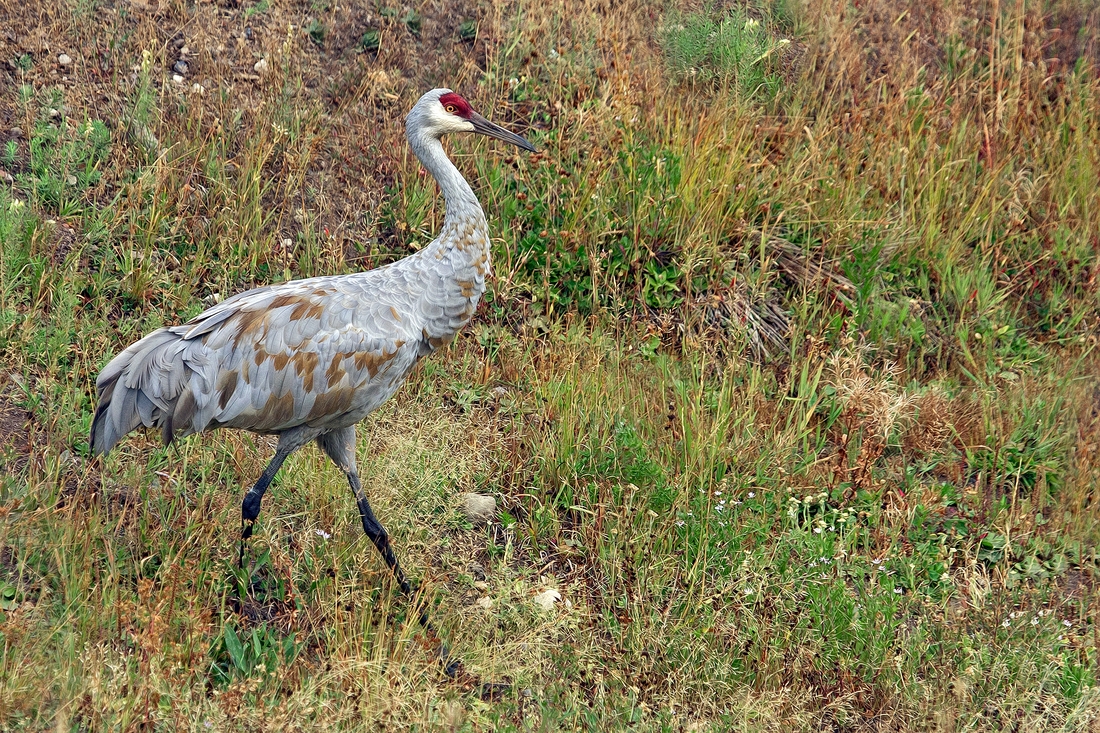 Greater Sandhill Crane, Near Roaring Mountain, Yellowstone National Park, Wyoming