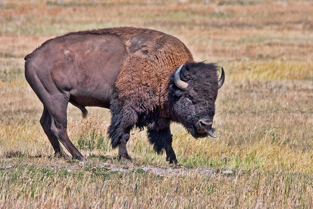 Plains Bison (Male), Gros Vendre Road, Grand Teton National Park, Wyoming