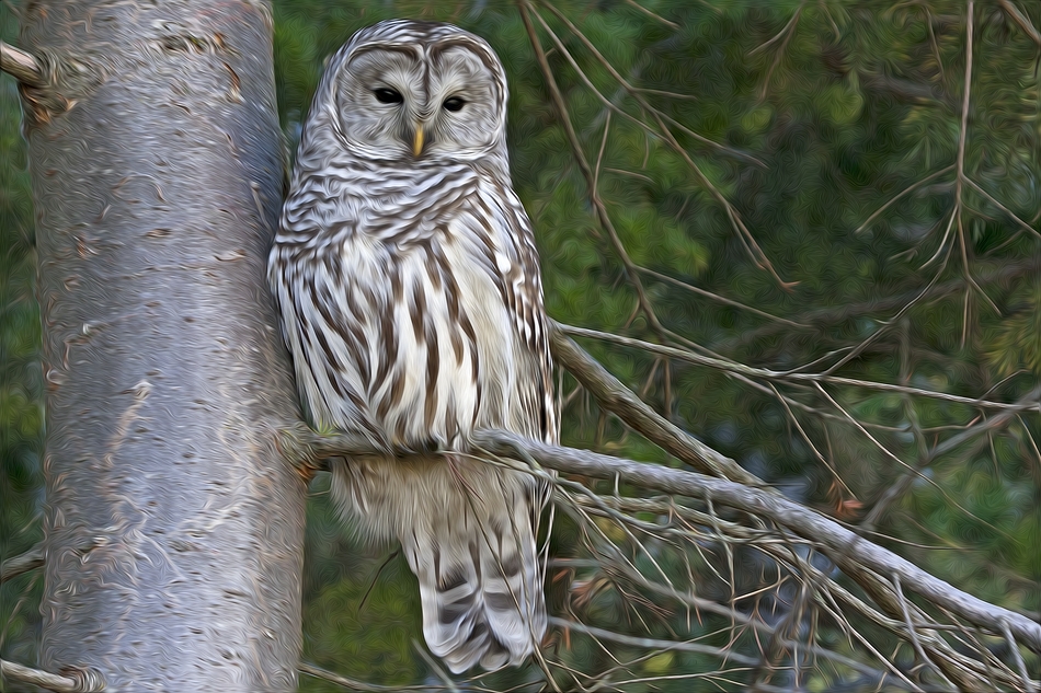 Barred Owl, Bench Row Road, Vernon, British Columbia\nPixel Bender Oil Paint Rendition