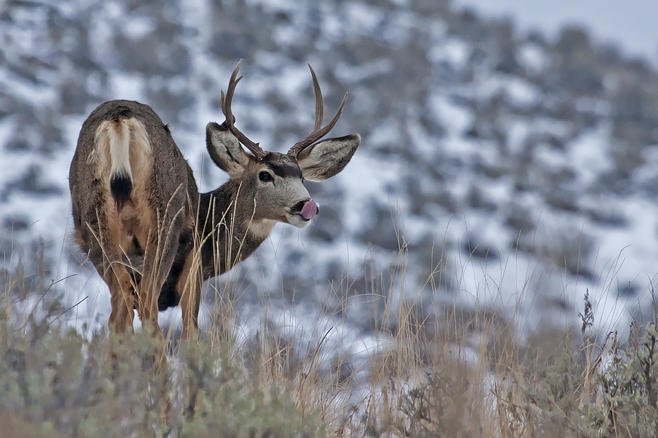 Mule Deer (Male), Tronson Road, Vernon, British Columbia