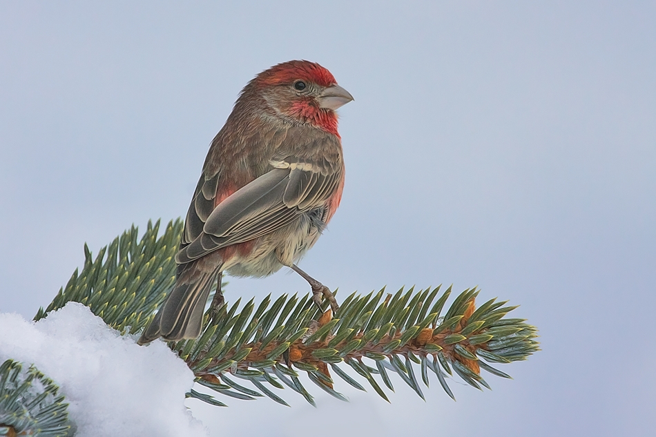 House Finch (Male), Bella Vista Road, Vernon, British Columbia