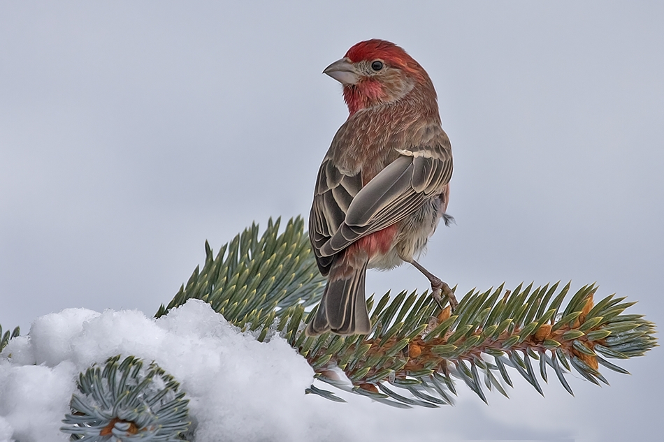 House Finch (Male), Bella Vista Road, Vernon, British Columbia