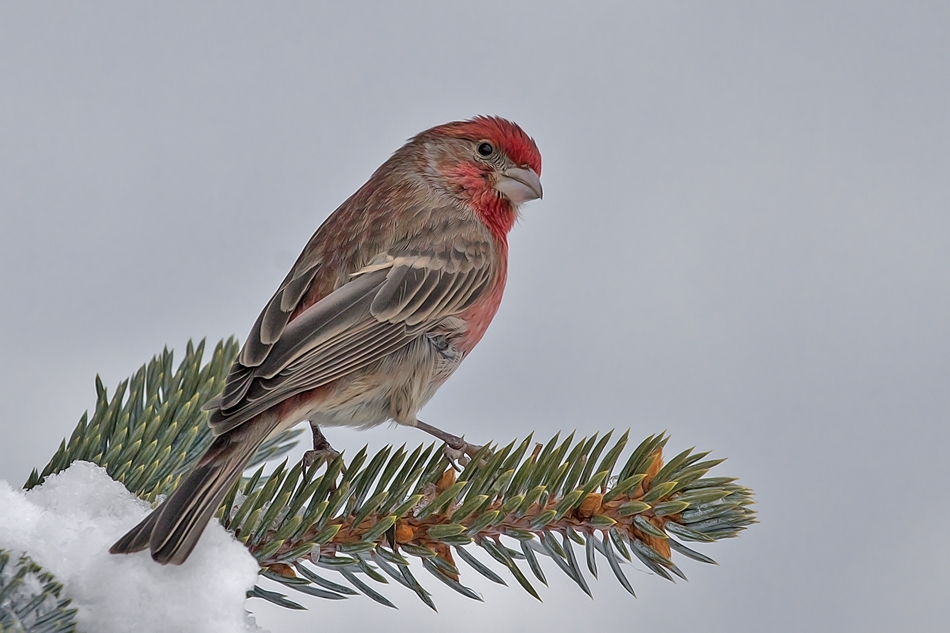 House Finch (Male), Bella Vista Road, Vernon, British Columbia