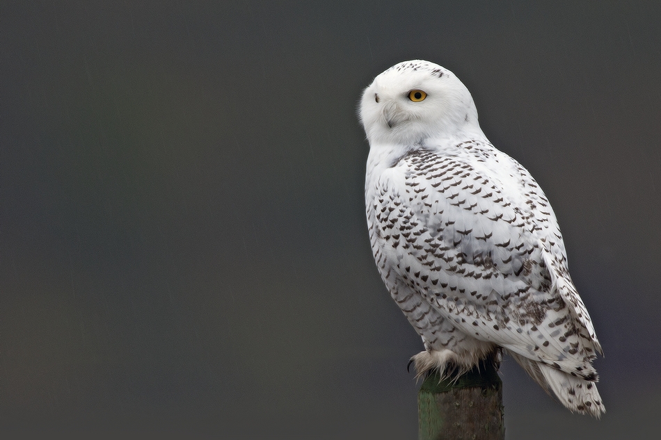 Snowy Owl, Near Armstrong, British Columbia