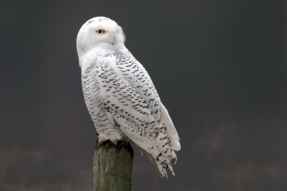 Snowy Owl, Near Armstrong, British Columbia