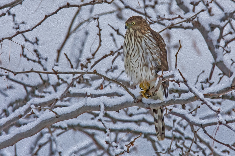 Cooper's Hawk, Bella Vista Road, Vernon, British Columbia\nOil Paint Rendition