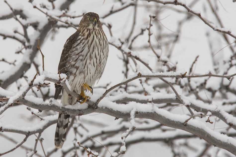 Cooper's Hawk (Juvenile), Bella Vista Road, Vernon, British Columbia