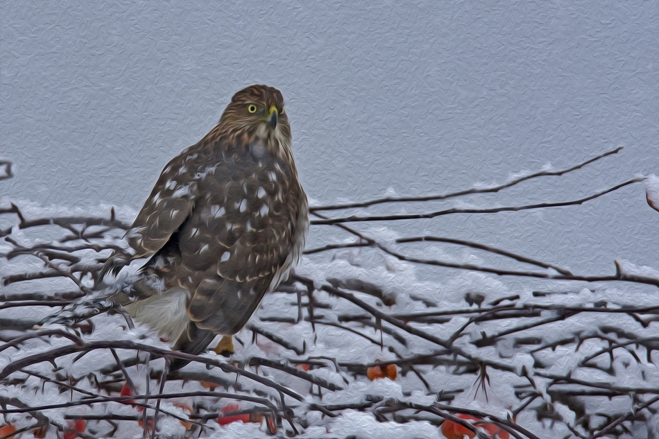 Cooper's Hawk, Bella Vista Road, Vernon, British Columbia\nOil Paint Rendition