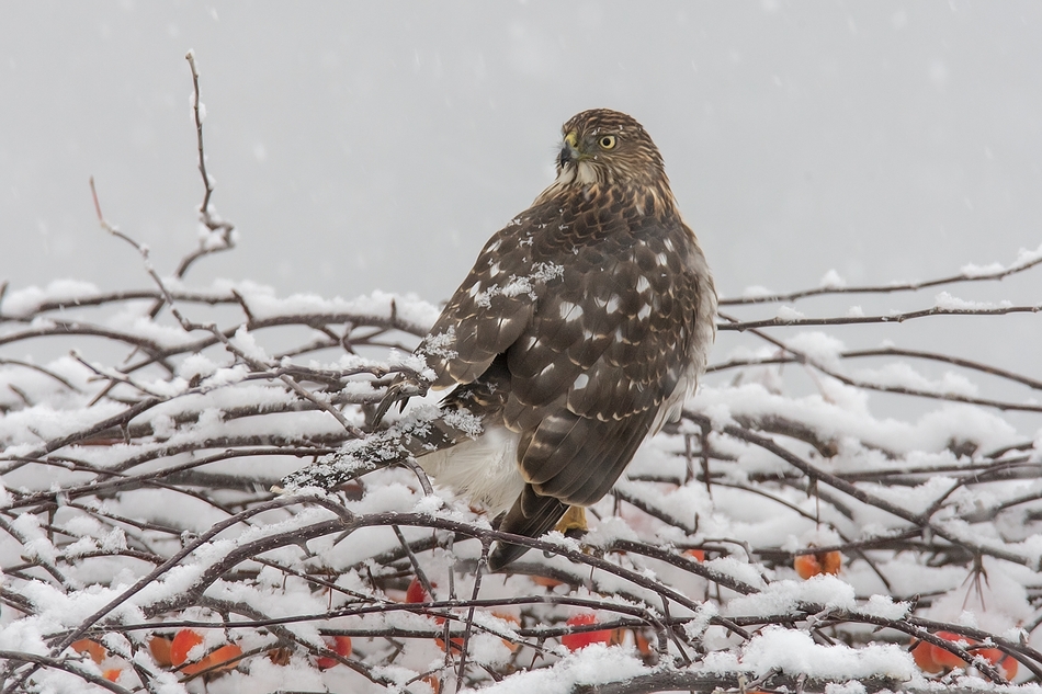 Cooper's Hawk (Juvenile), Bella Vista Road, Vernon, British Columbia