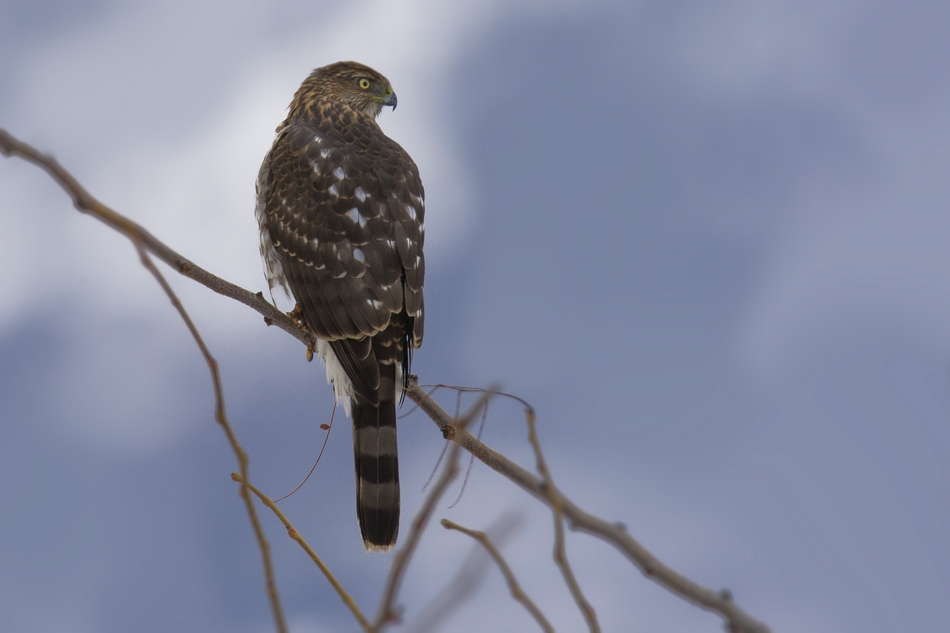 Cooper's Hawk (Female), Bella Vista Road, Vernon, British Columbia