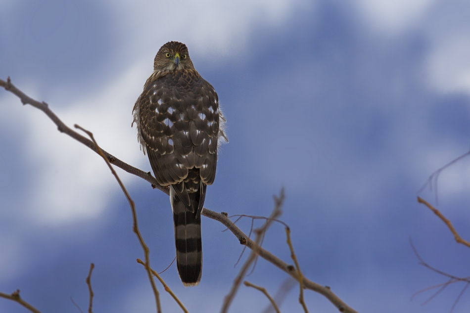 Cooper's Hawk (Female), Bella Vista Road, Vernon, British Columbia