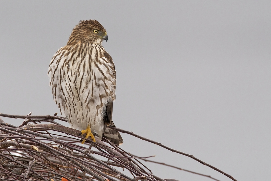 Cooper's Hawk (Juvenile), Bella Vista Road, Vernon, British Columbia