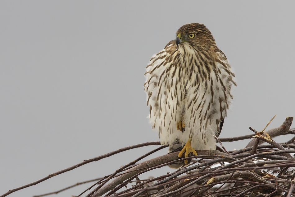 Cooper's Hawk (Juvenile), Bella Vista Road, Vernon, British Columbia