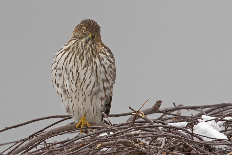 Cooper's Hawk (Juvenile), Bella Vista Road, Vernon, British Columbia