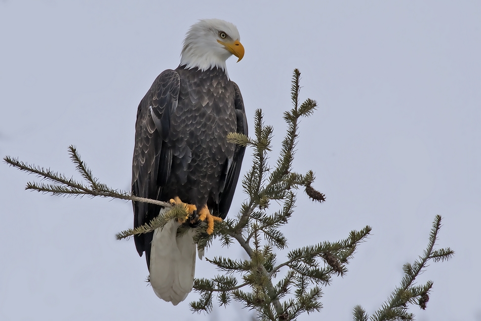 Bald Eagle, Powerhouse Road, Near Armstrong, British Columbia