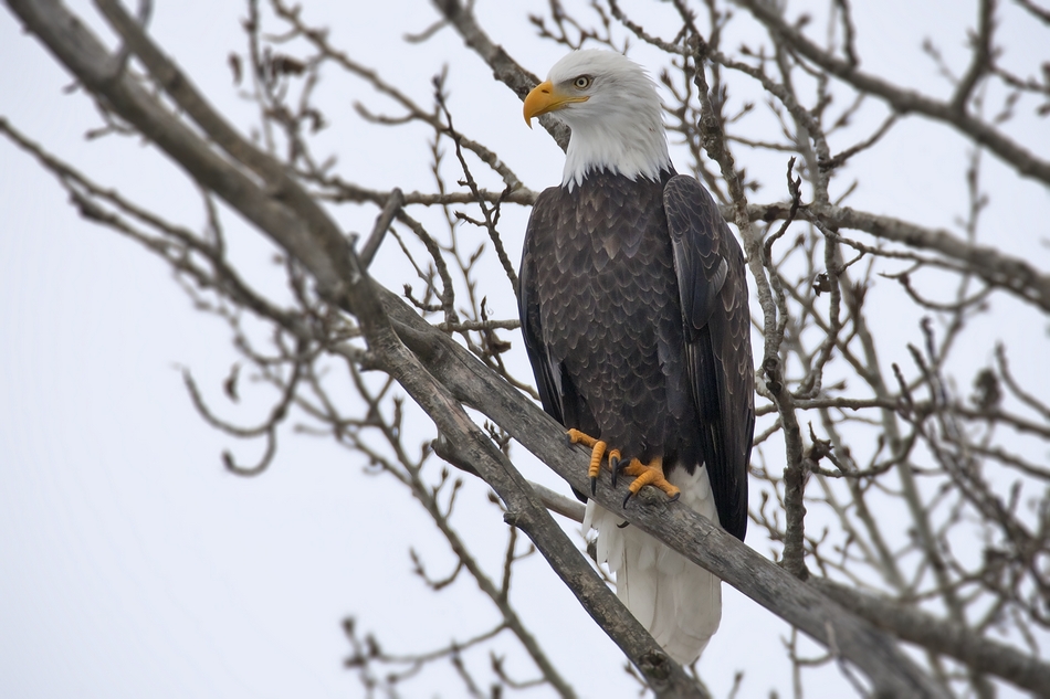 Bald Eagle, Powerhouse Road, Near Armstrong, British Columbia