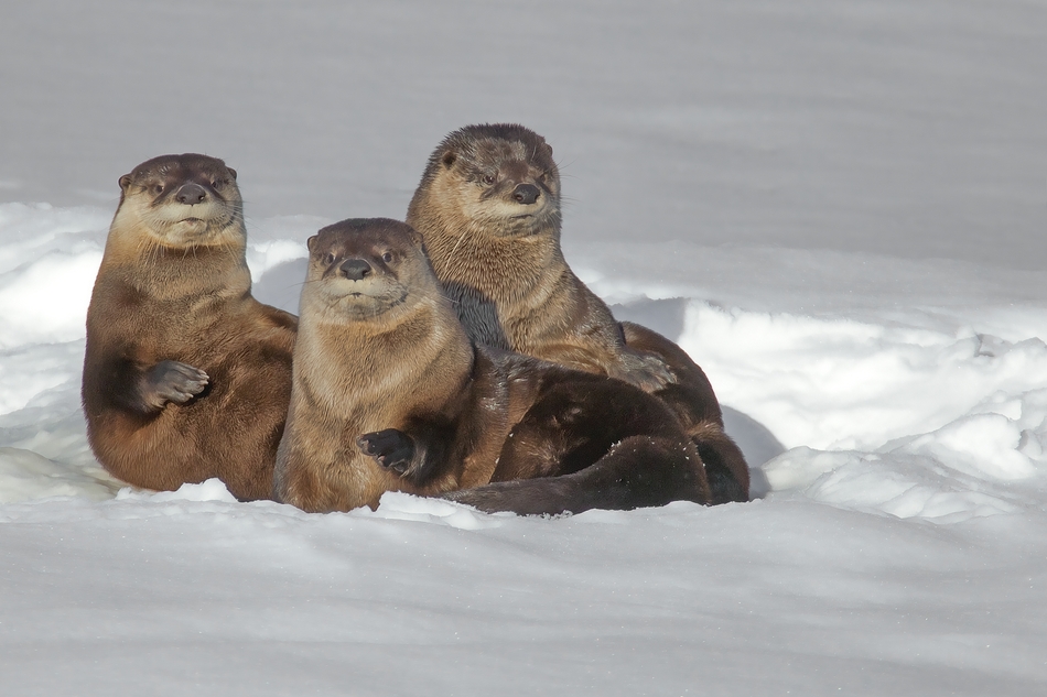 River Otter's, Salmon Arm, British Columbia