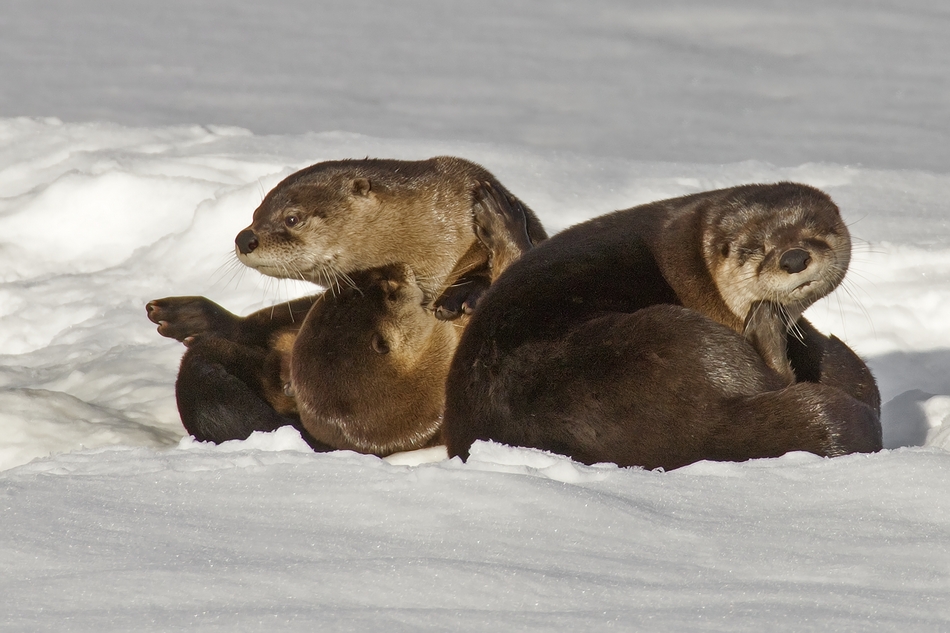 River Otter's, Salmon Arm, British Columbia