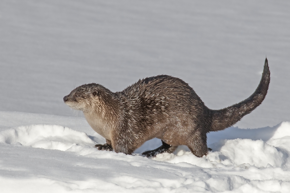 River Otter, Salmon Arm, British Columbia