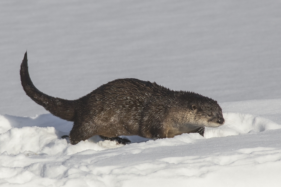 River Otter, Salmon Arm, British Columbia