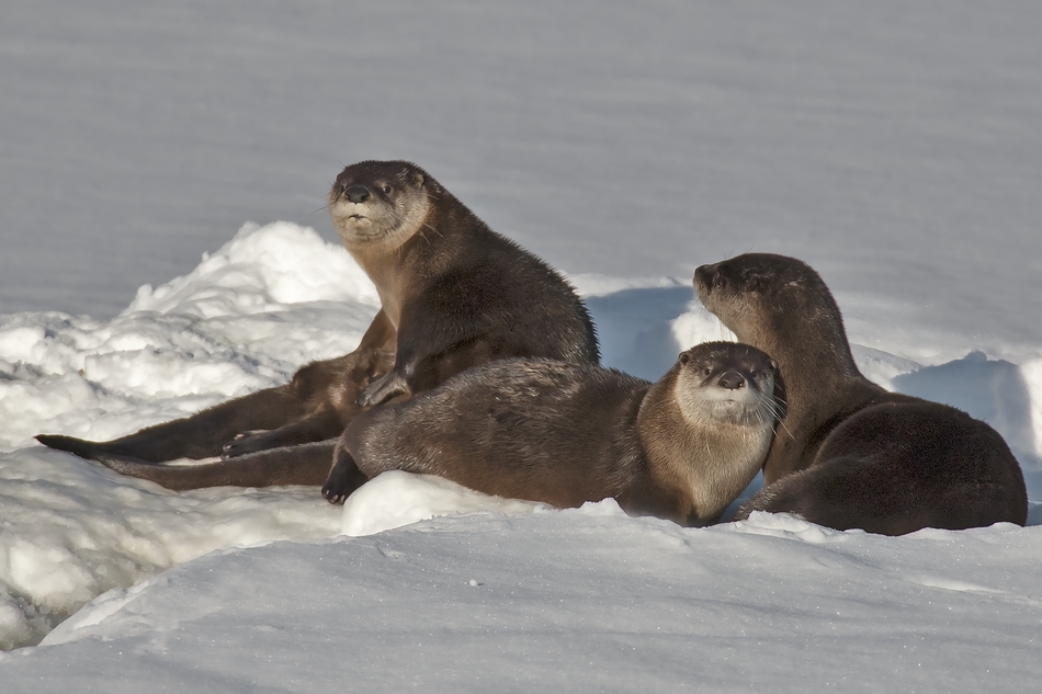 River Otter's, Salmon Arm, British Columbia