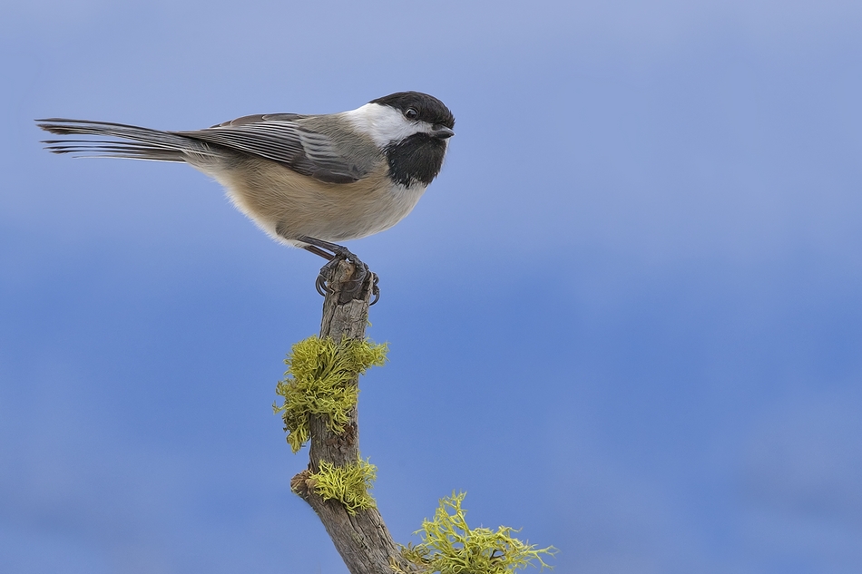 Black-Capped Chickadee, Bella Vista Road, Vernon, British Columbia